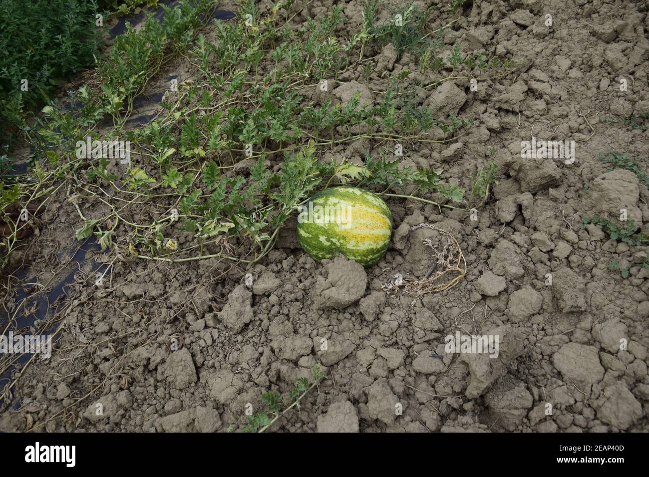 The growing water-melon in the field Stock Photo