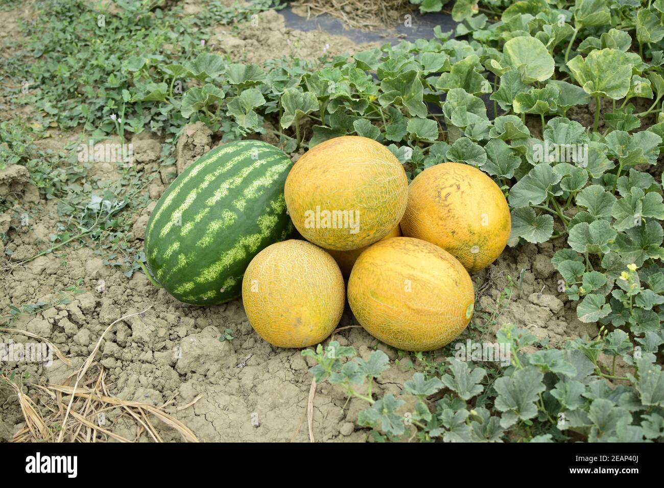 Ripe melon and watermelon the new harvest. Stock Photo