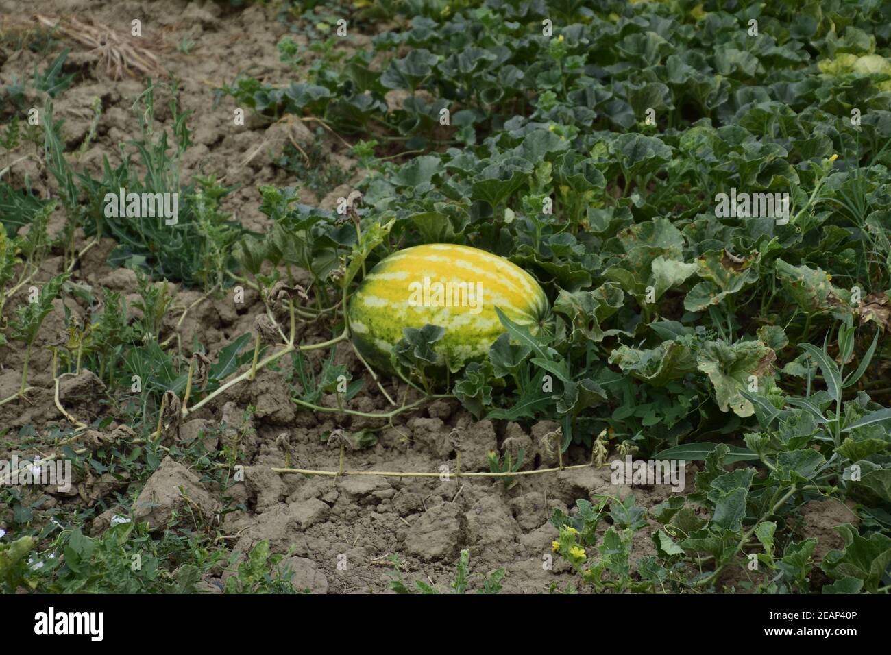 The growing water-melon in the field Stock Photo