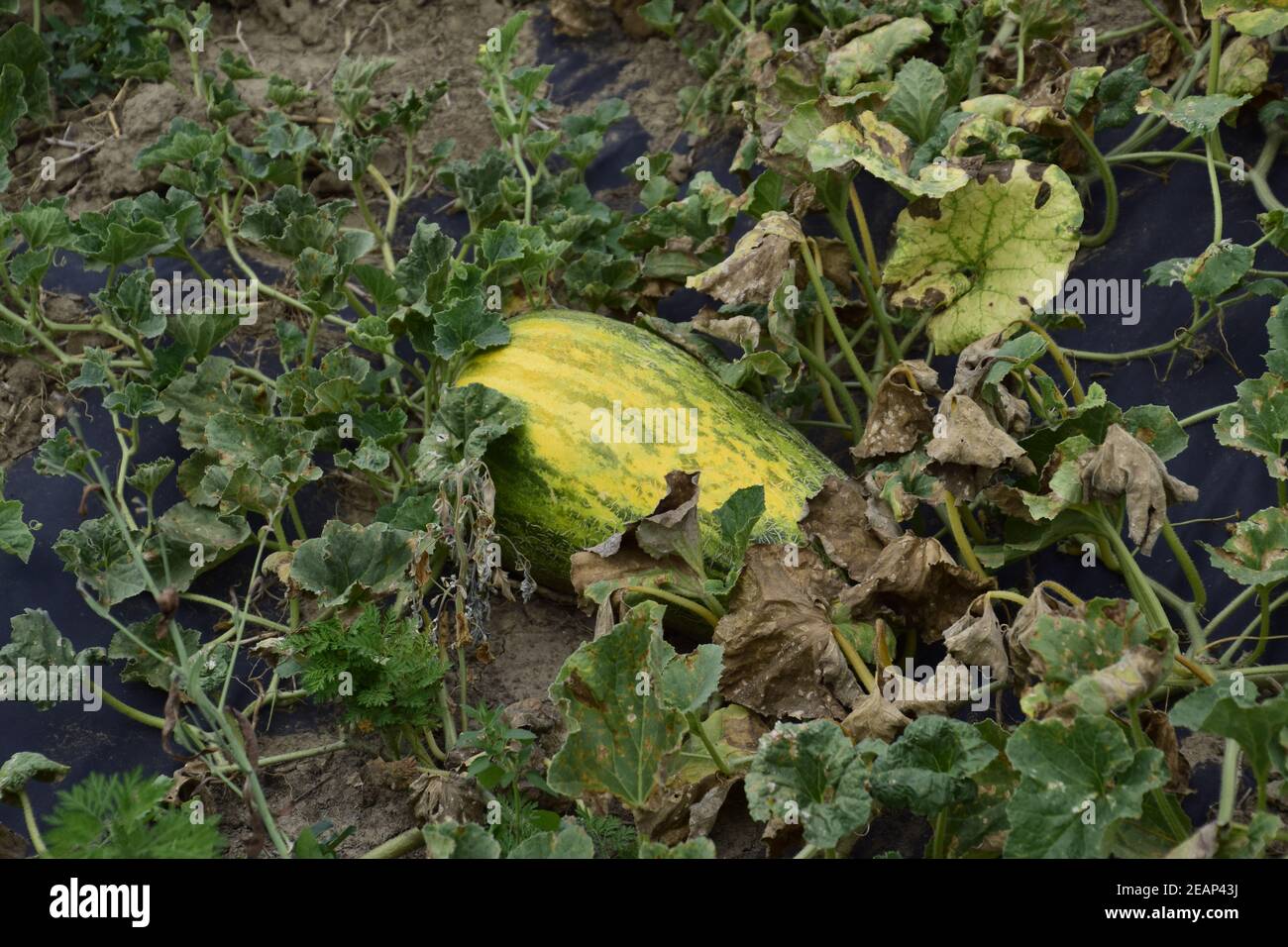 The growing water-melon in the field Stock Photo