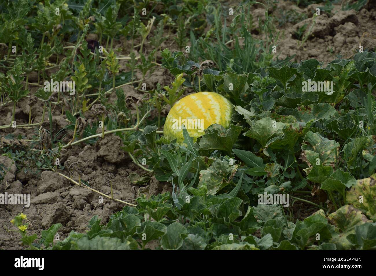 The growing water-melon in the field Stock Photo