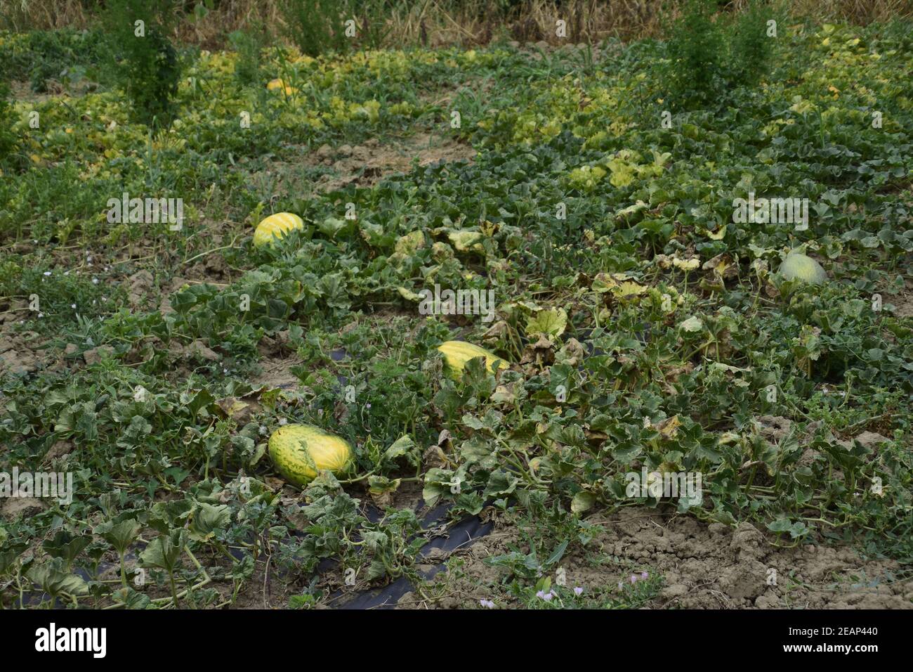 The bed of melons and watermelons in the garden Stock Photo