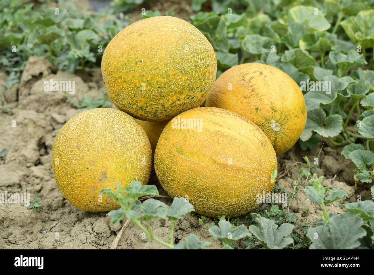 Melons, plucked from the garden, lay together on the ground Stock Photo
