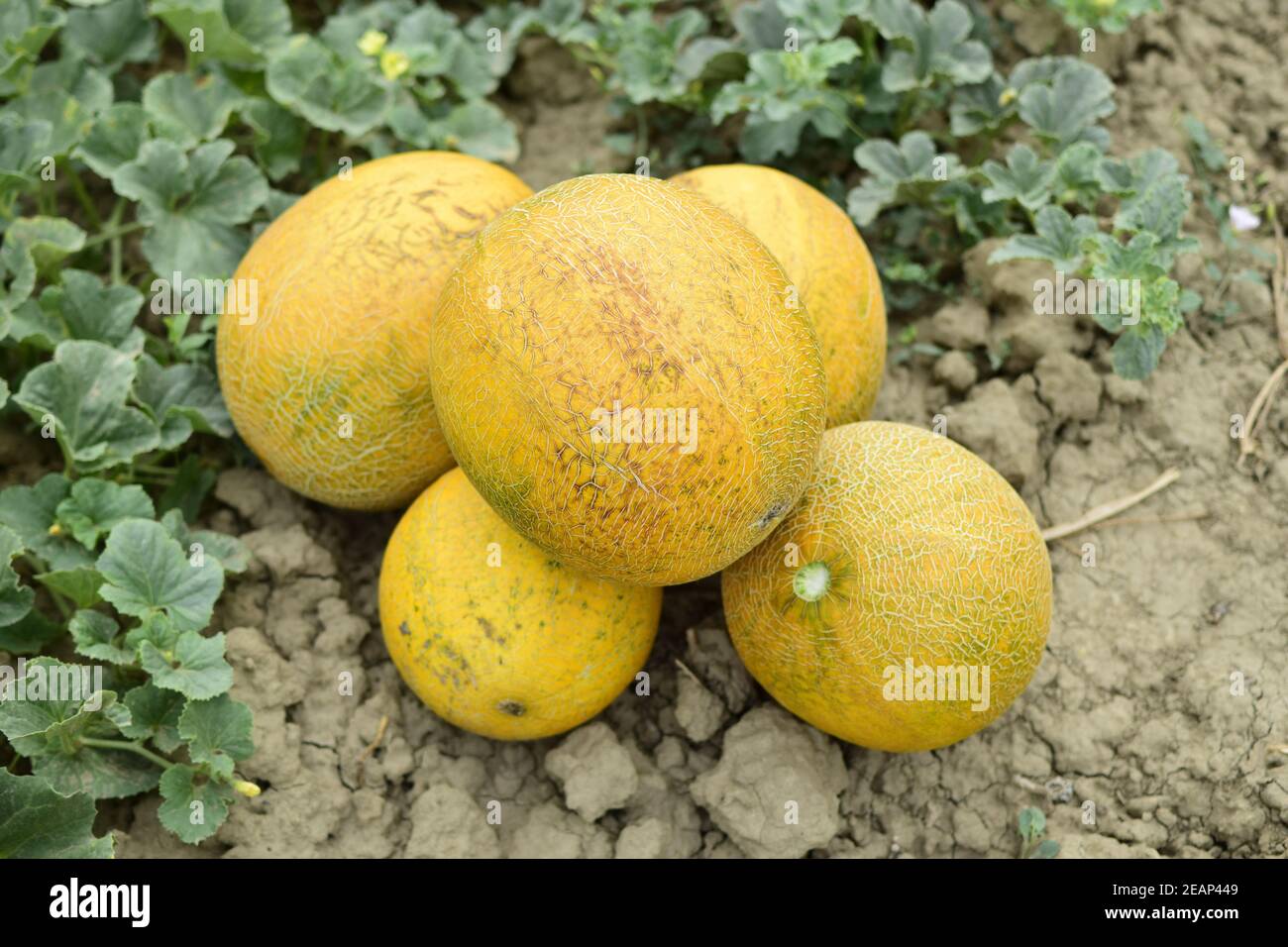 Melons, plucked from the garden, lay together on the ground Stock Photo