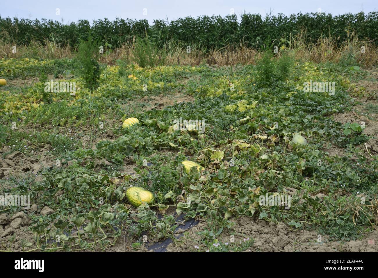 The bed of melons and watermelons in the garden Stock Photo