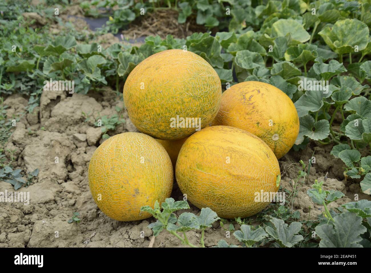 Melons, plucked from the garden, lay together on the ground Stock Photo