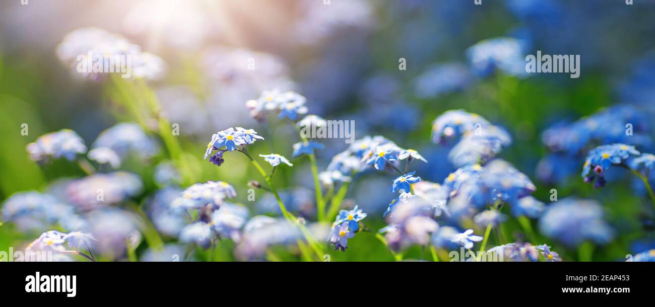 Flowers for the park hi-res stock photography and images - Alamy