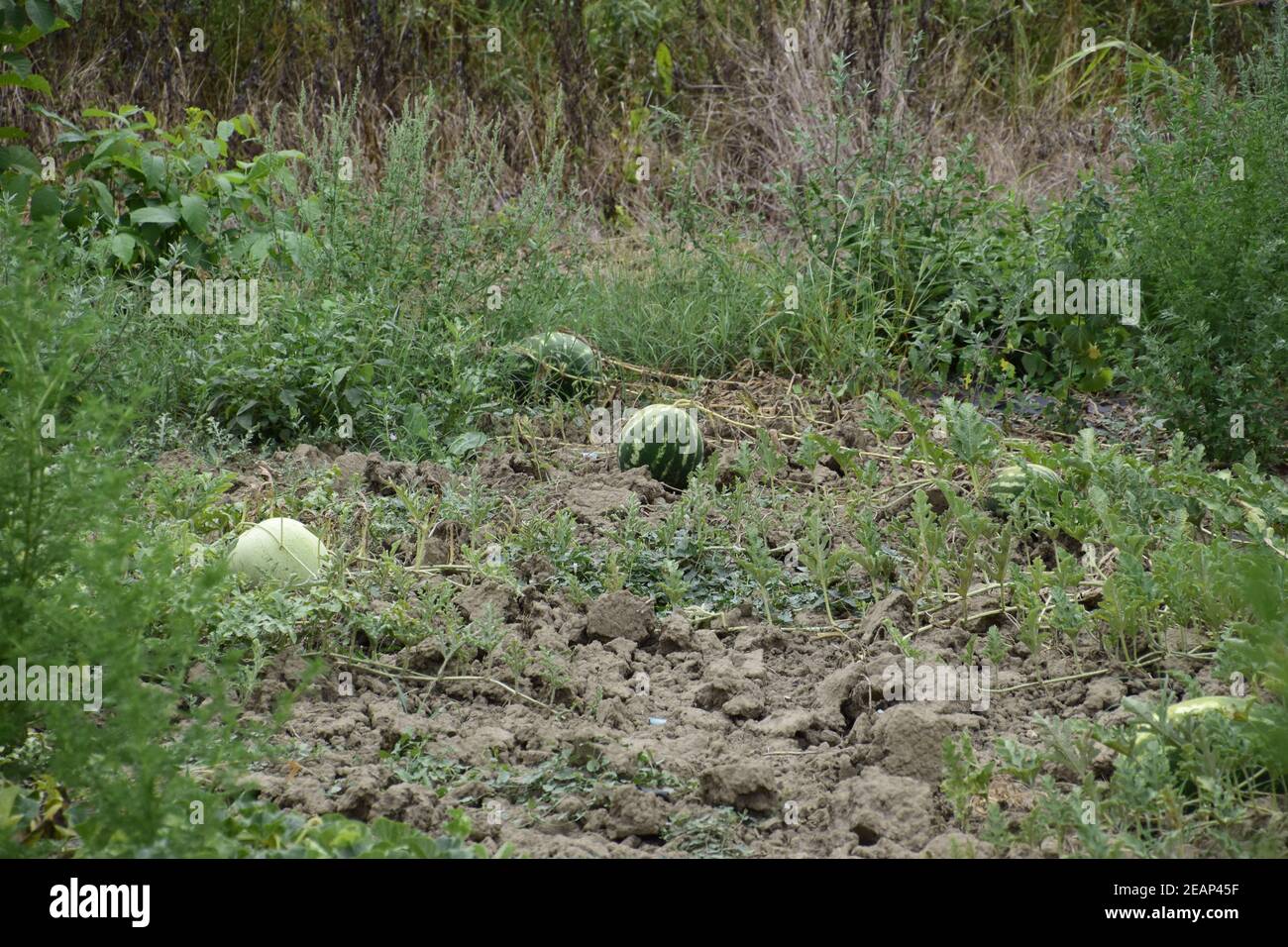 The bed of melons and watermelons in the garden Stock Photo