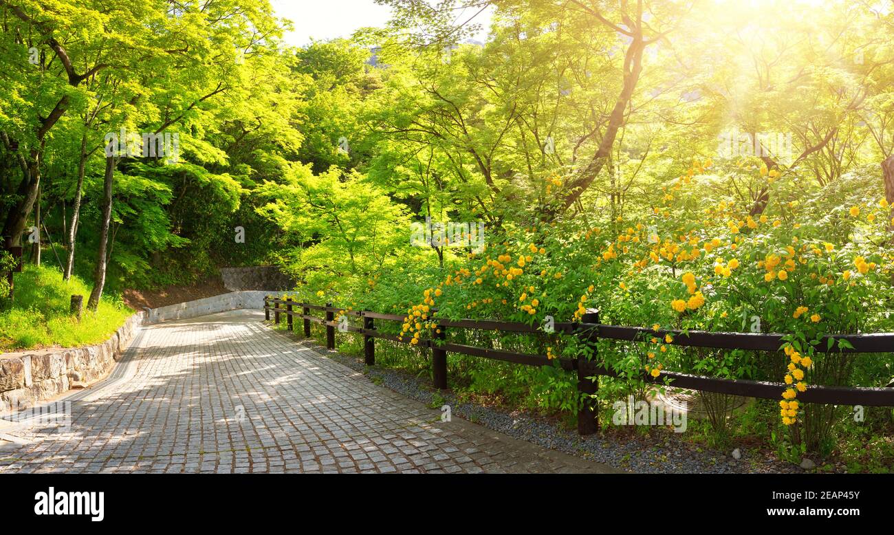 road with trees on the side in summertime in park in Kyoto Stock Photo