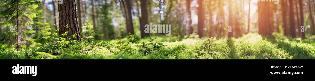pine and fir forest panorama Stock Photo - Alamy