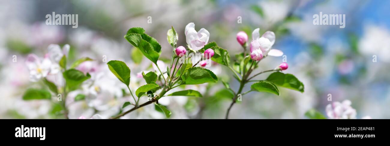 blurred apple tree background Stock Photo