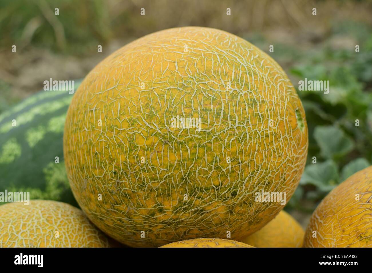 Melon harvest watermelon hires stock photography and images Alamy