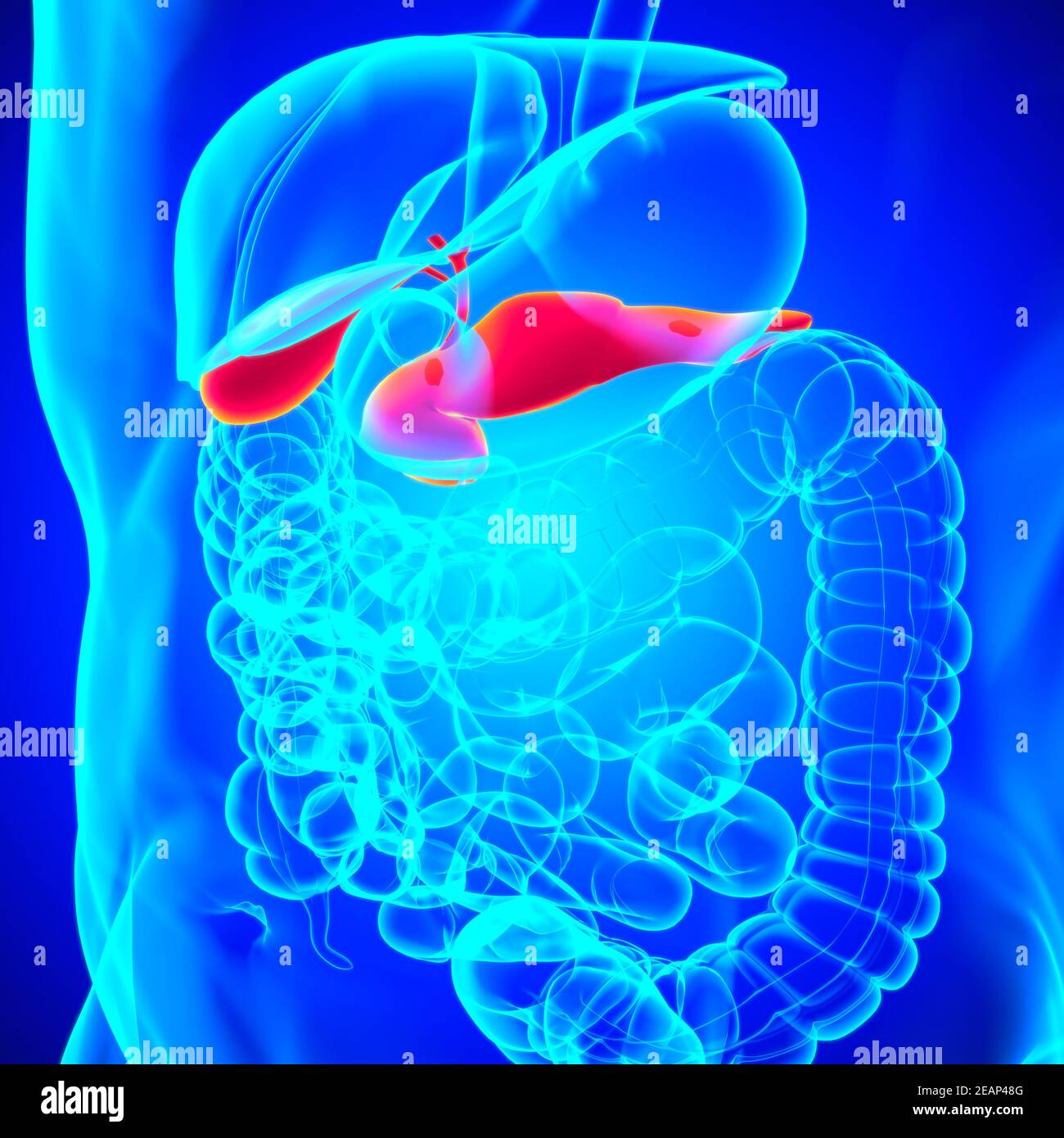 pancreas Human Digestive System Anatomy For Medical Concept 3D ...