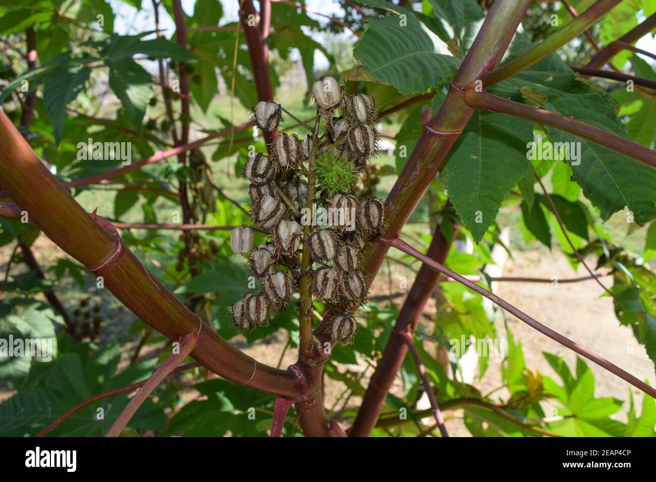 Castor seed hires stock photography and images Alamy