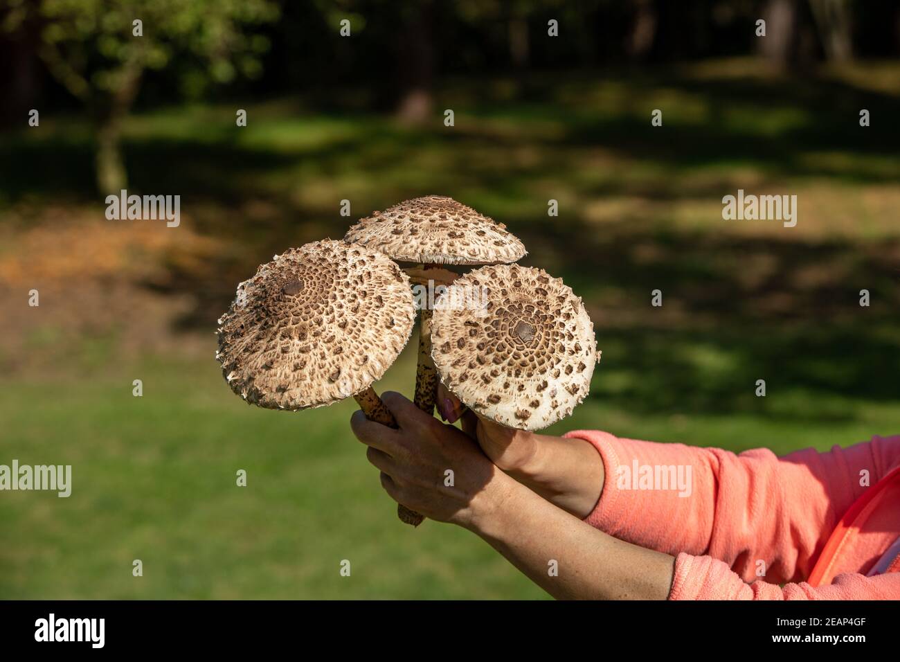 Ripe parasol mushroom  in the mushroom picker's hand Stock Photo