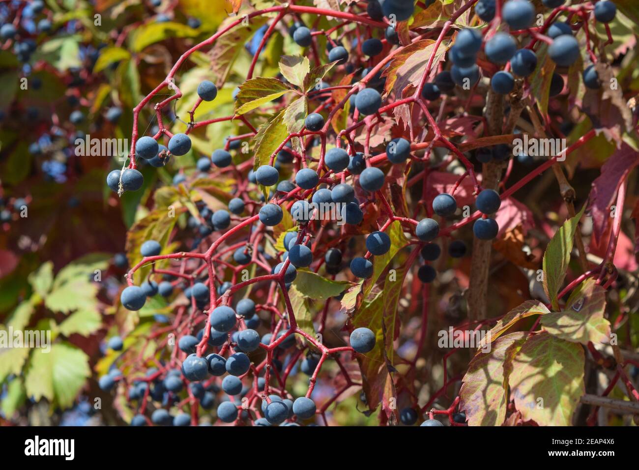 Berries are a Parthenocissus Stock Photo