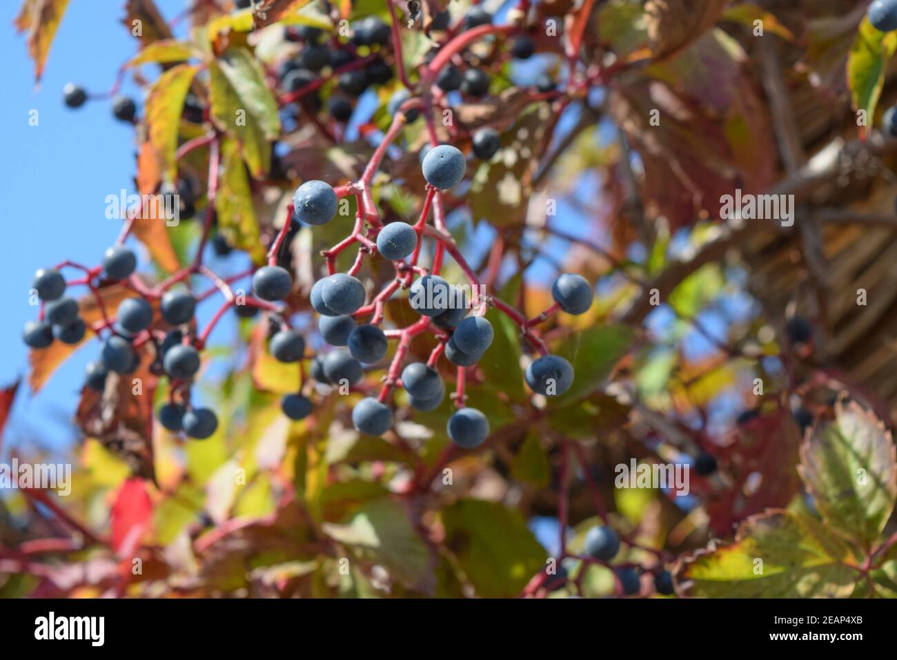 Berries are a Parthenocissus Stock Photo
