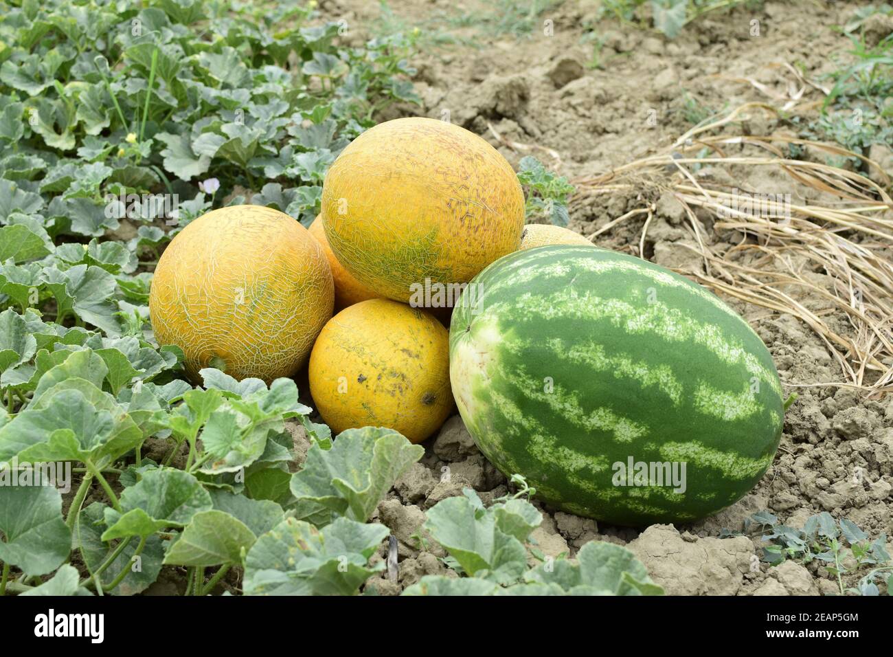 Ripe melon and watermelon the new harvest. Stock Photo