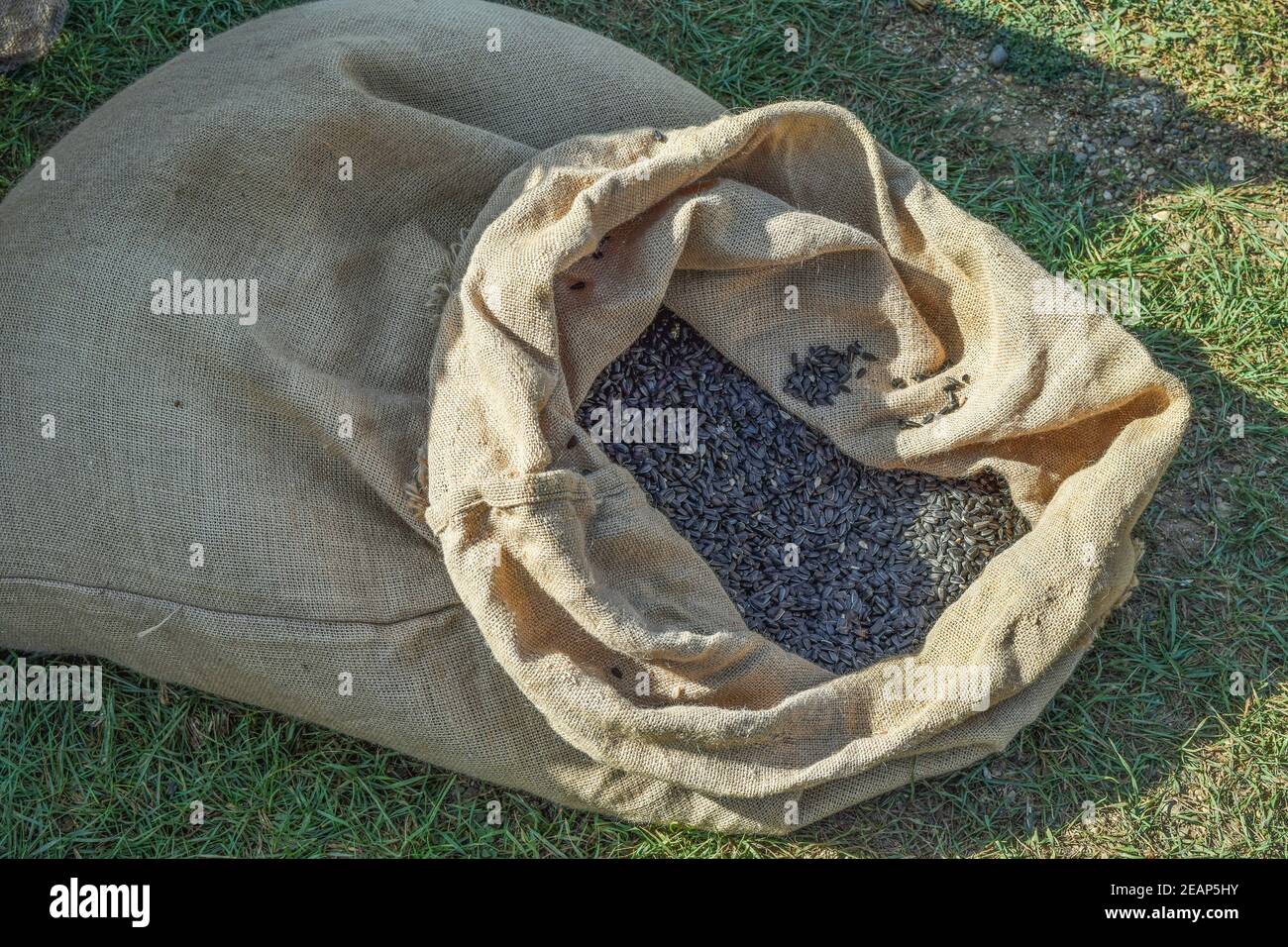 Bag of burlap and sunflower seeds Stock Photo Alamy