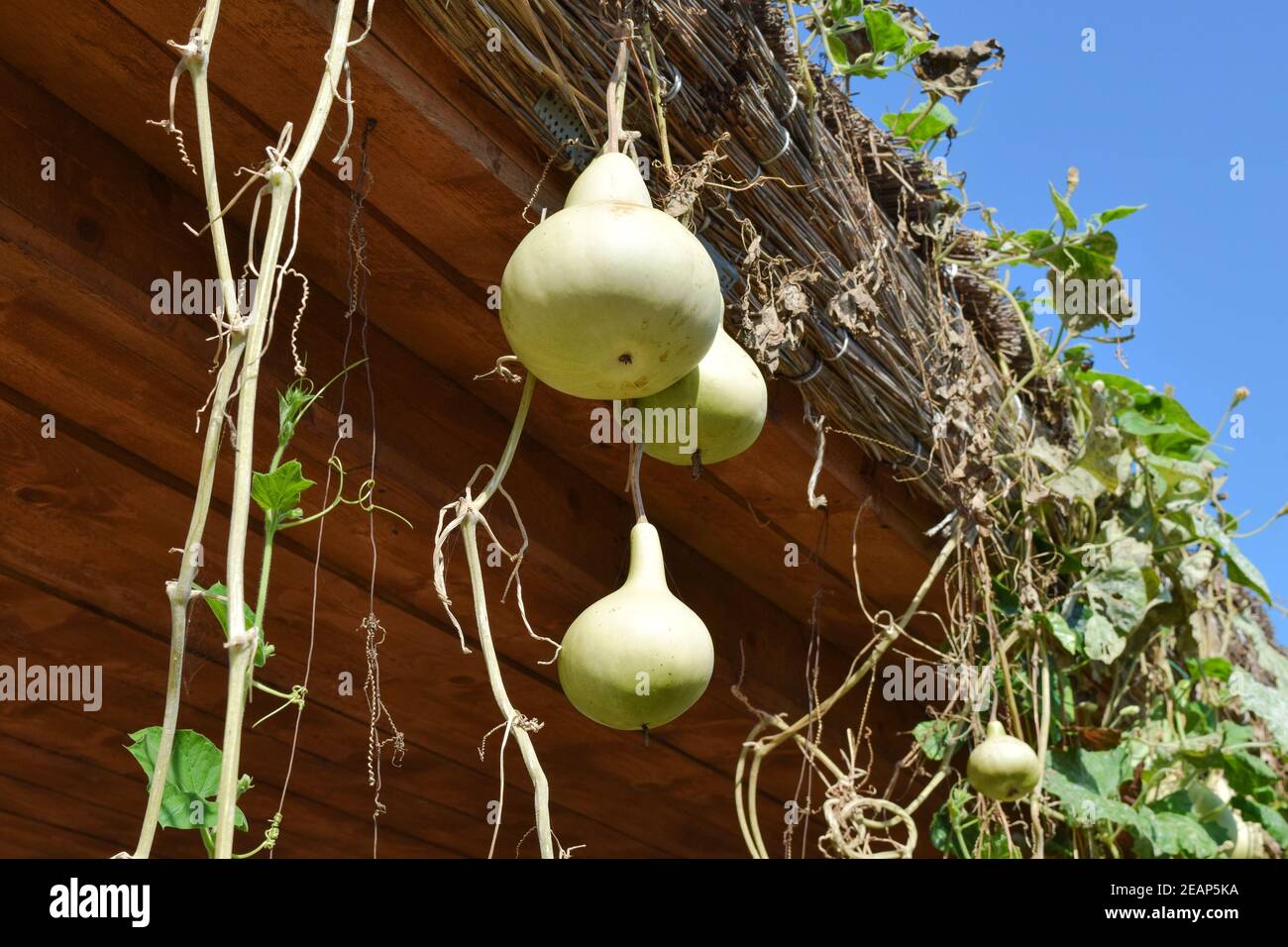 The fruits of bottle gourd. Growing tropical pumpkin Stock Photo Alamy