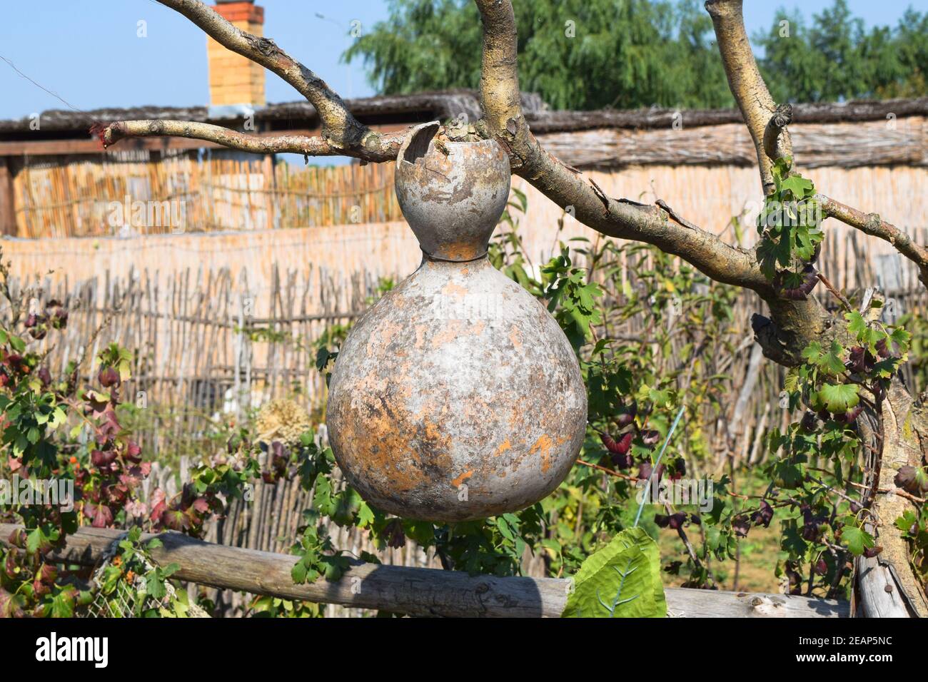 The fruits of bottle gourd. Growing tropical pumpkin Stock Photo Alamy
