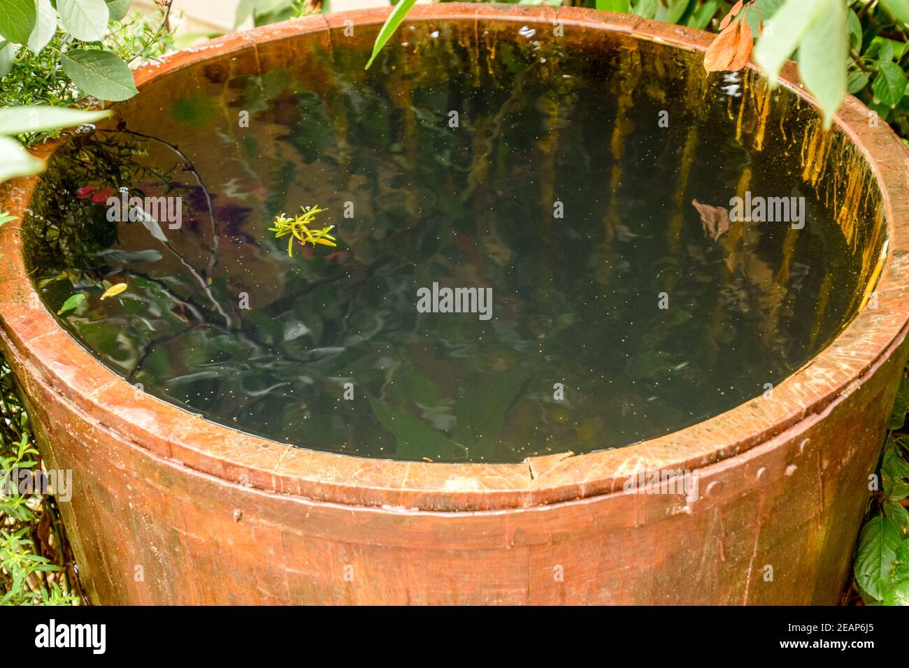 Wooden barrel filled with water Stock Photo Alamy