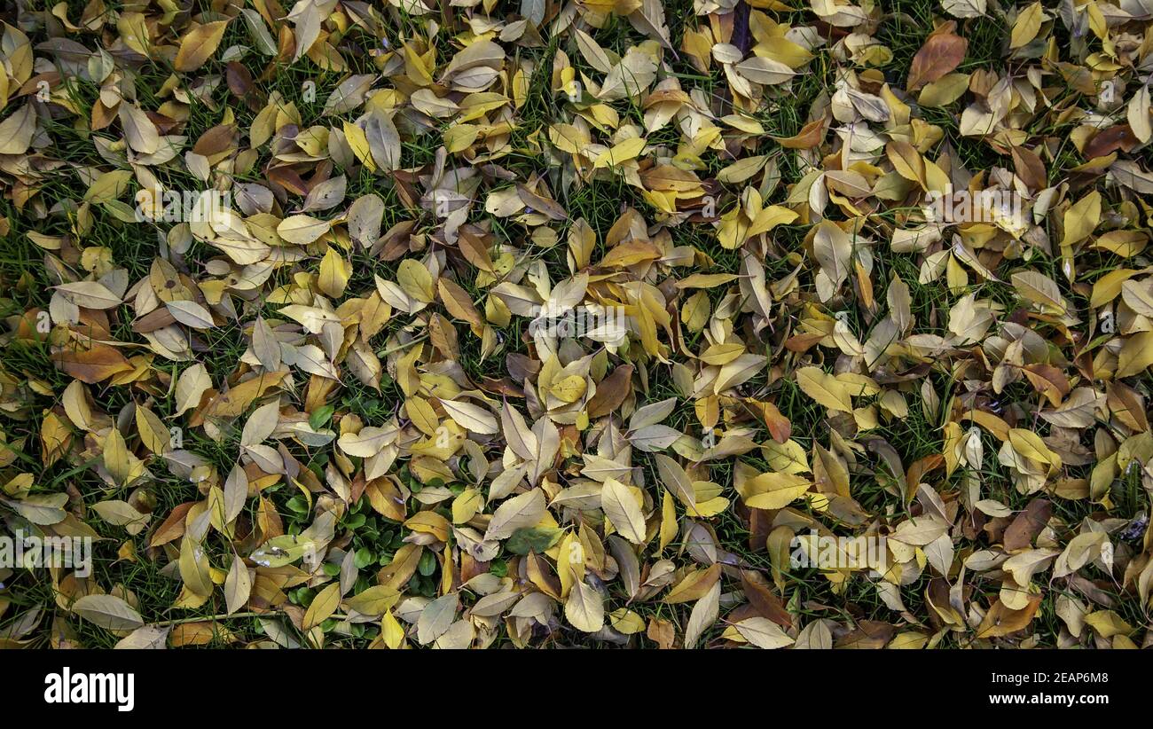 Forest Eith Rocks Leaf covered forest trail hi-res stock photography and images - Alamy