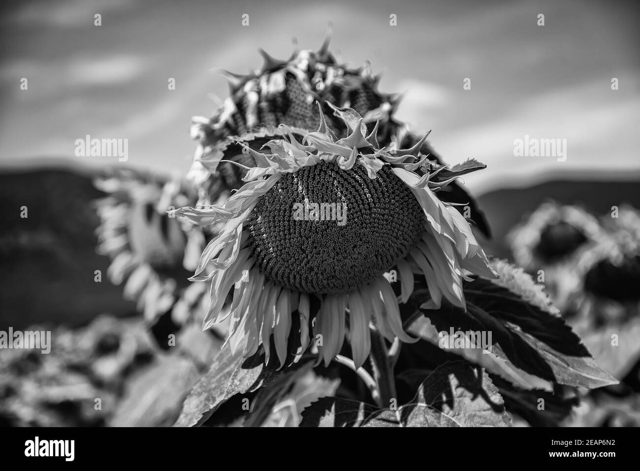 Sunrise sunflowers Black and White Stock Photos & Images - Alamy