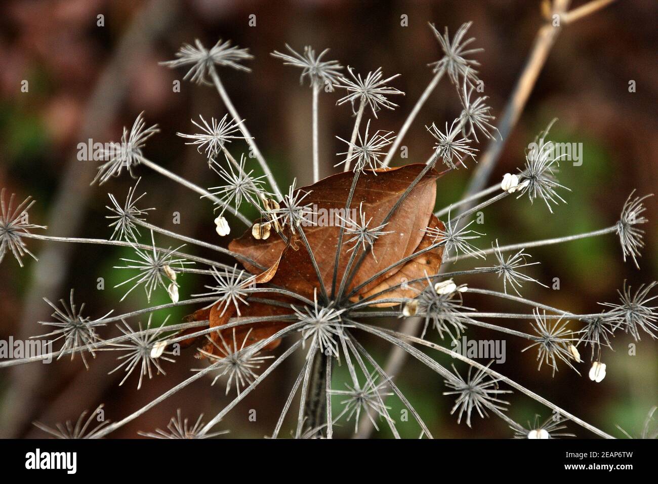 Kunstwerk der Natur Stock Photo