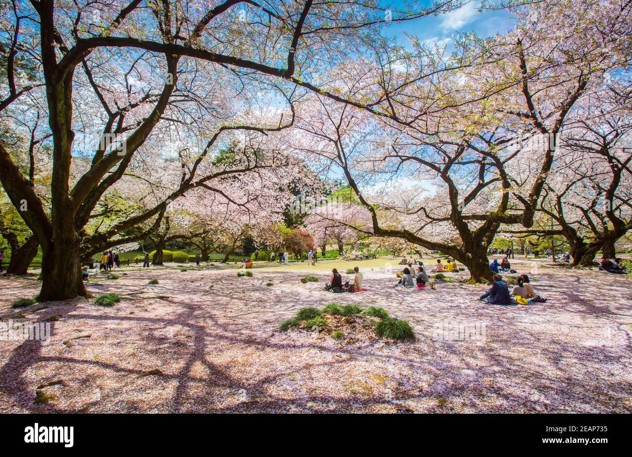 Tokyo, Japan Japanese people have party, picnic under the sakura trees in full bloom in spring at Ueno park, Hanami cherry blossom party stunning Stock Photo