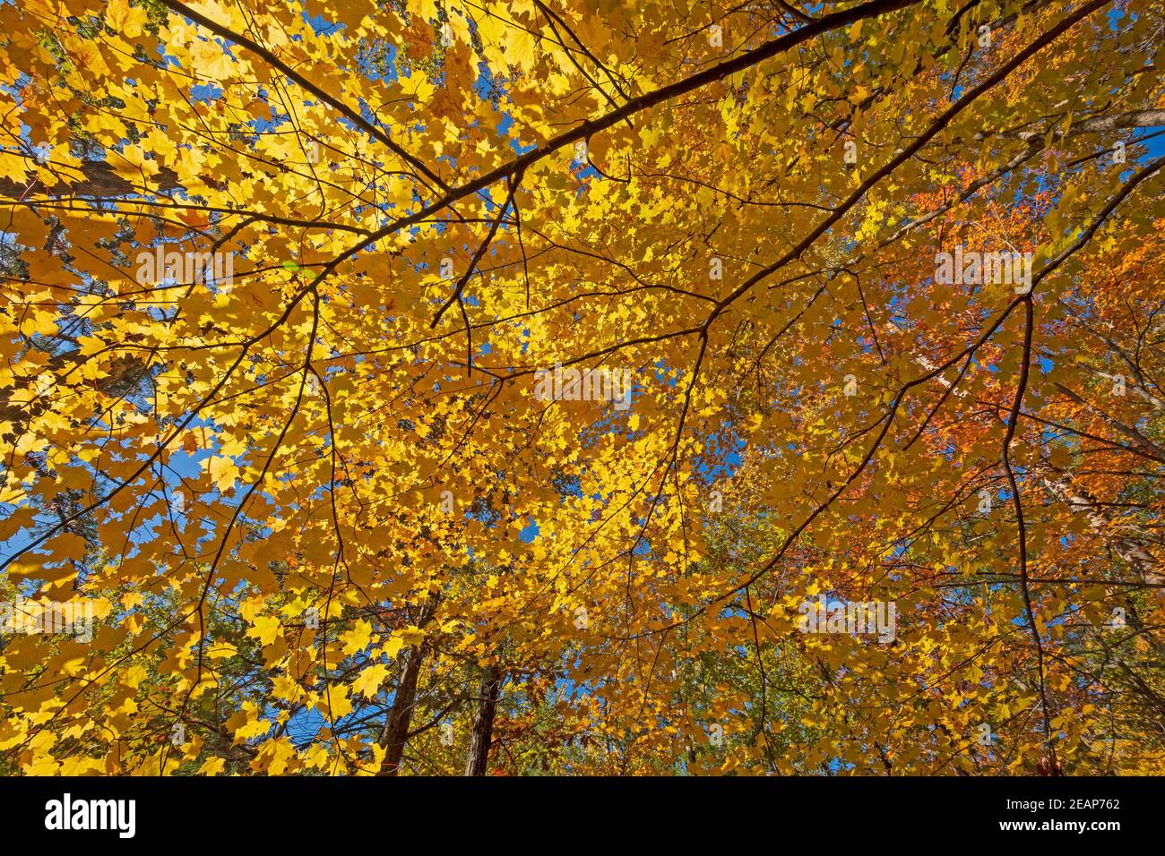 Looking Up Into a Canopy of Yellow Stock Photo