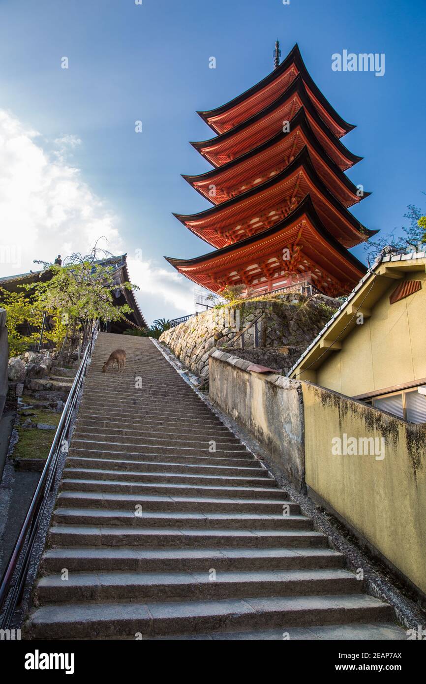 Toyokuni Shrine (Senjokaku) Five-storied pagoda in the Miyajima Island.  Little deer climbing down steps.  Asia, Hiroshima City, Hiroshima Prefecture, Stock Photo