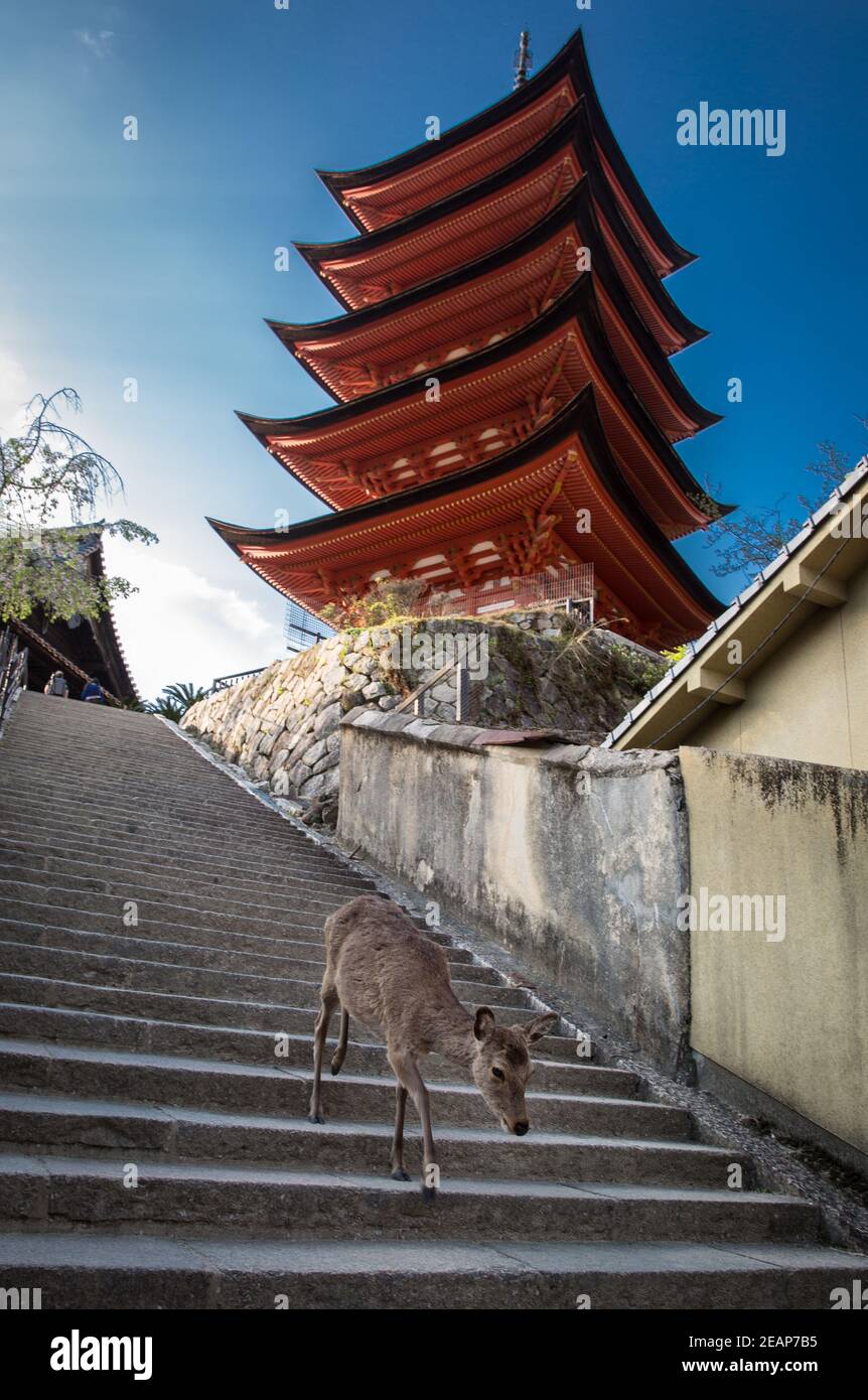 Toyokuni Shrine (Senjokaku) Five-storied pagoda in the Miyajima Island.  Little deer climbing down steps.  Asia, Hiroshima City, Hiroshima Prefecture, Stock Photo