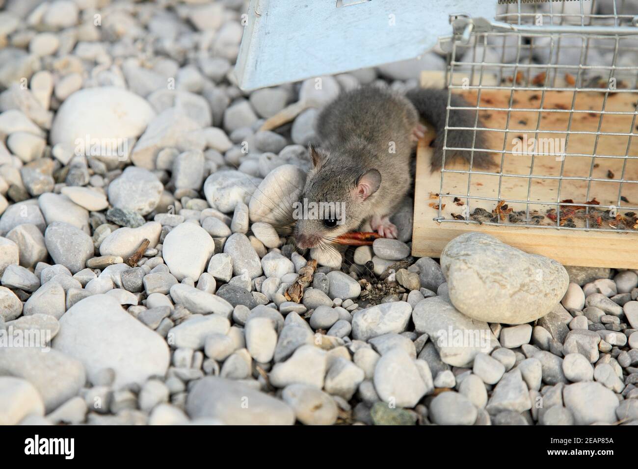 fat dormouse in nature with trap Stock Photo