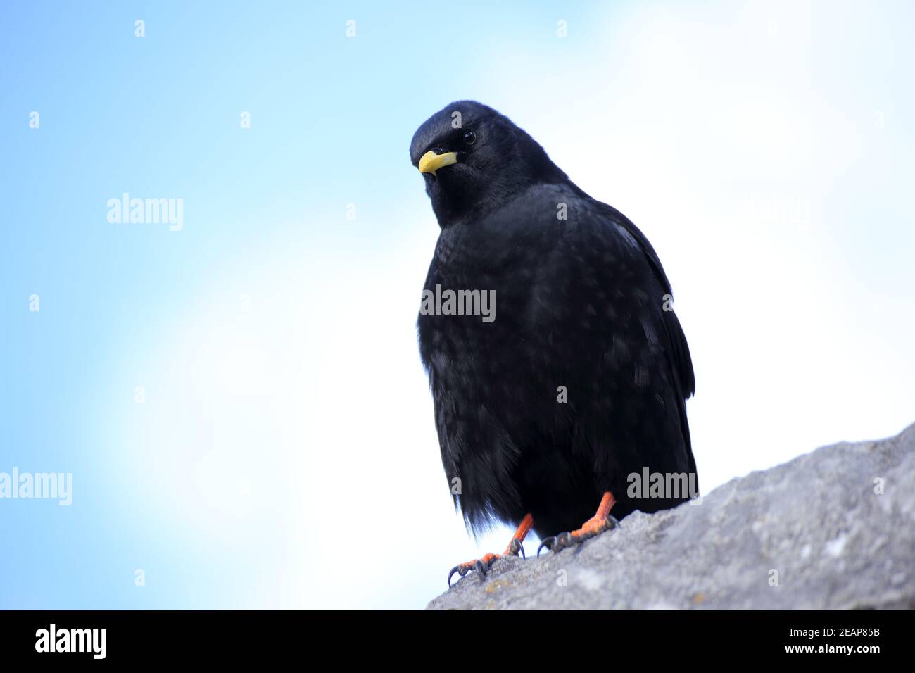 black jackdaw on a stone in the alps Stock Photo