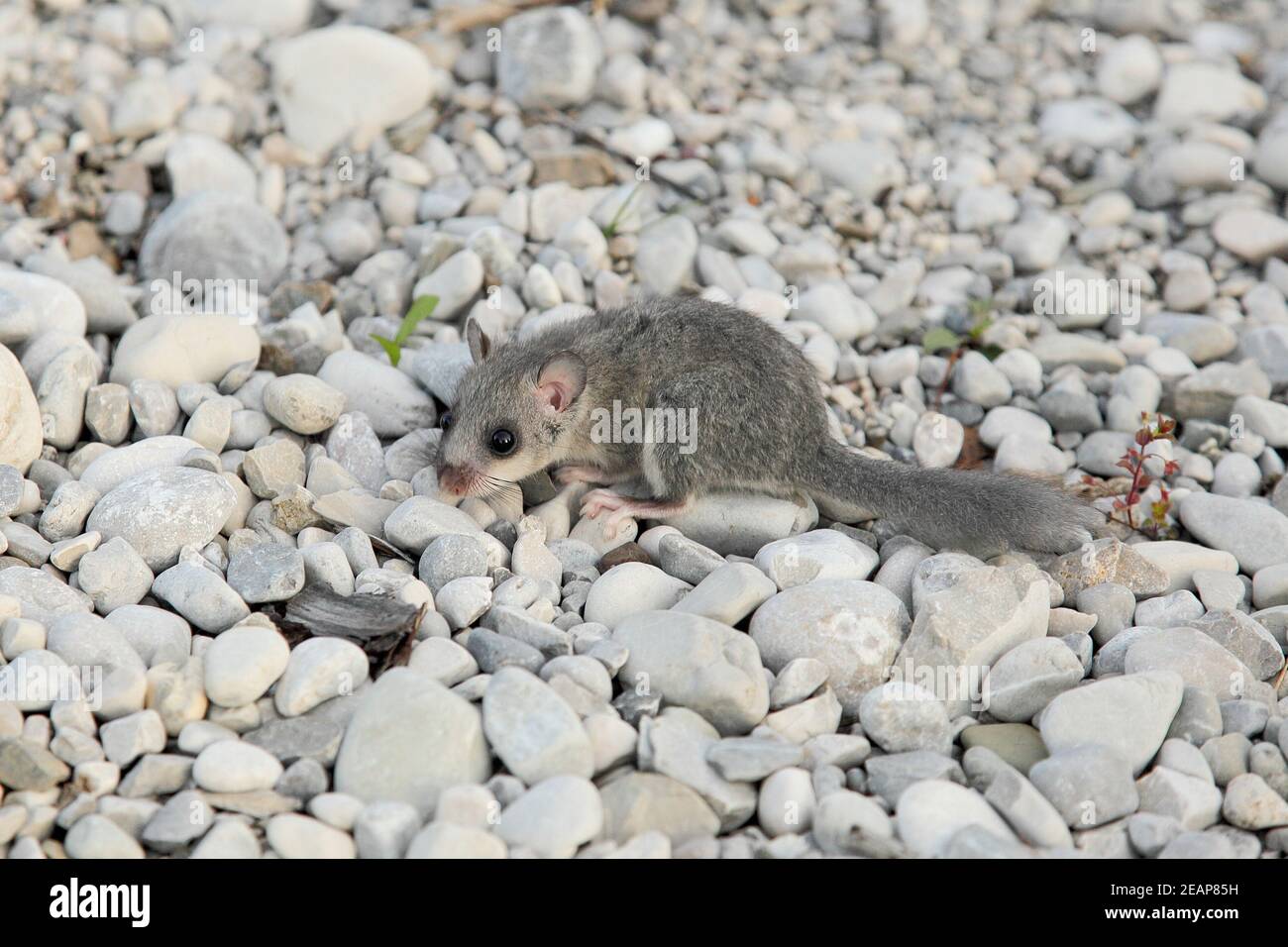 fat dormouse in on stone ground Stock Photo
