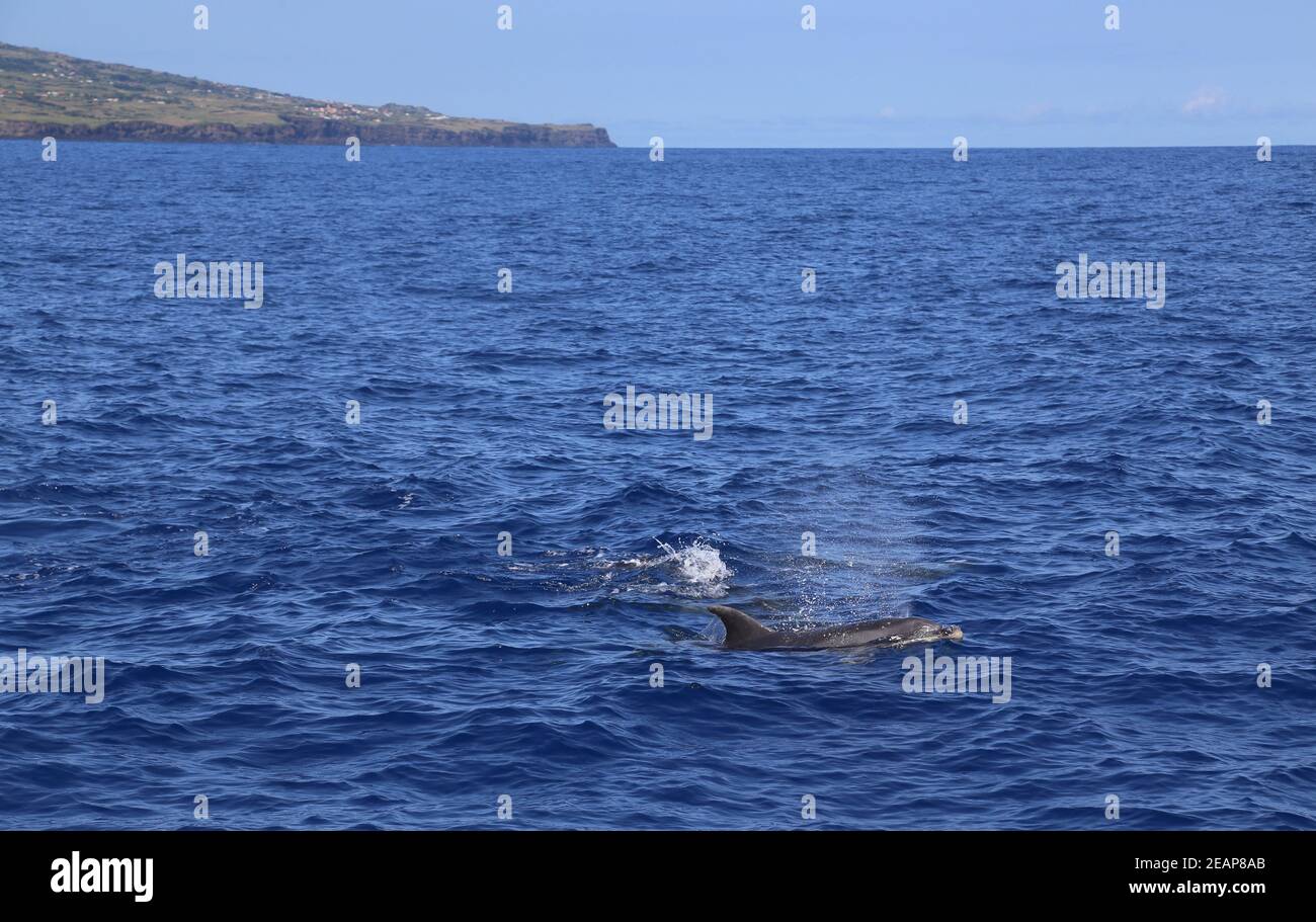 Dolphins jumping out of water Stock Photo Alamy