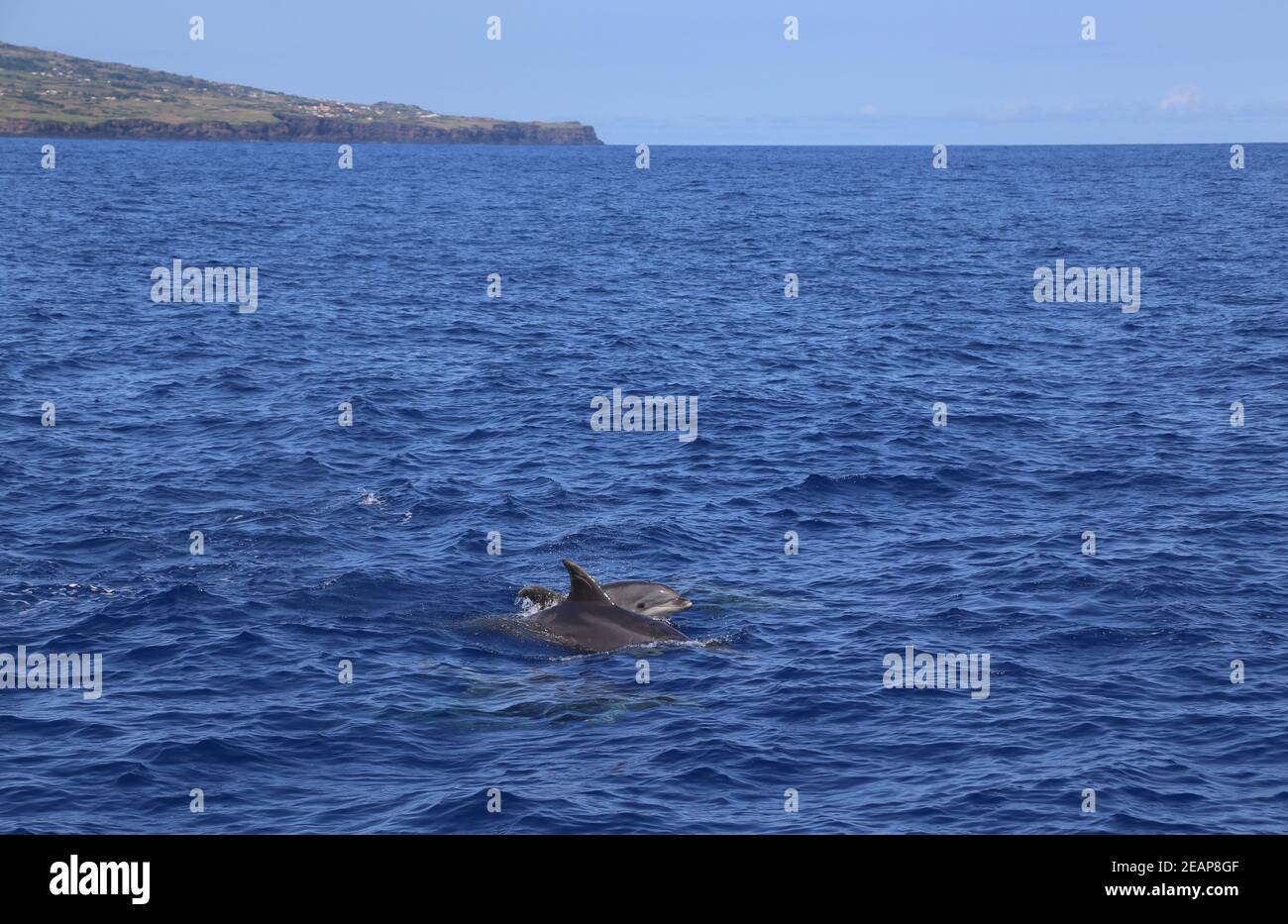 Dolphins jumping out of water Stock Photo Alamy