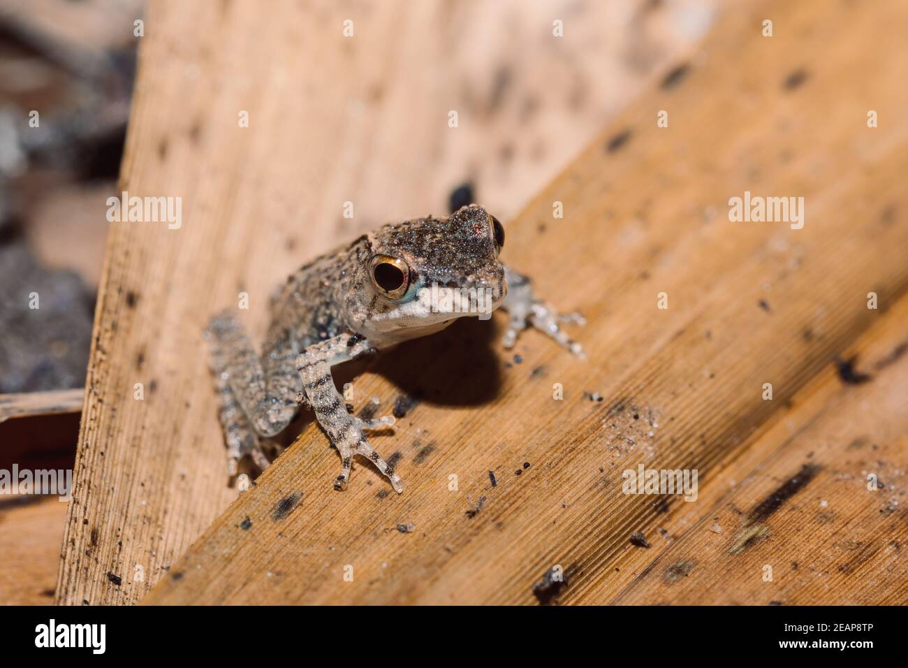 small frog Boophis Madagascar Wildlife Stock Photo