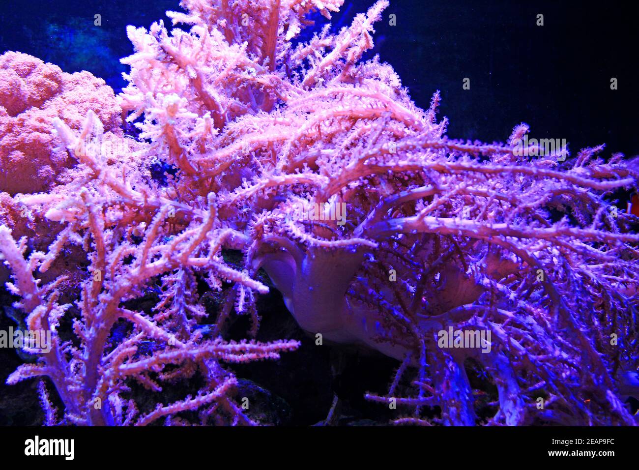 Colorful corals live underwater at bottom of ocean. Aquarium bottom decoration Stock Photo Alamy