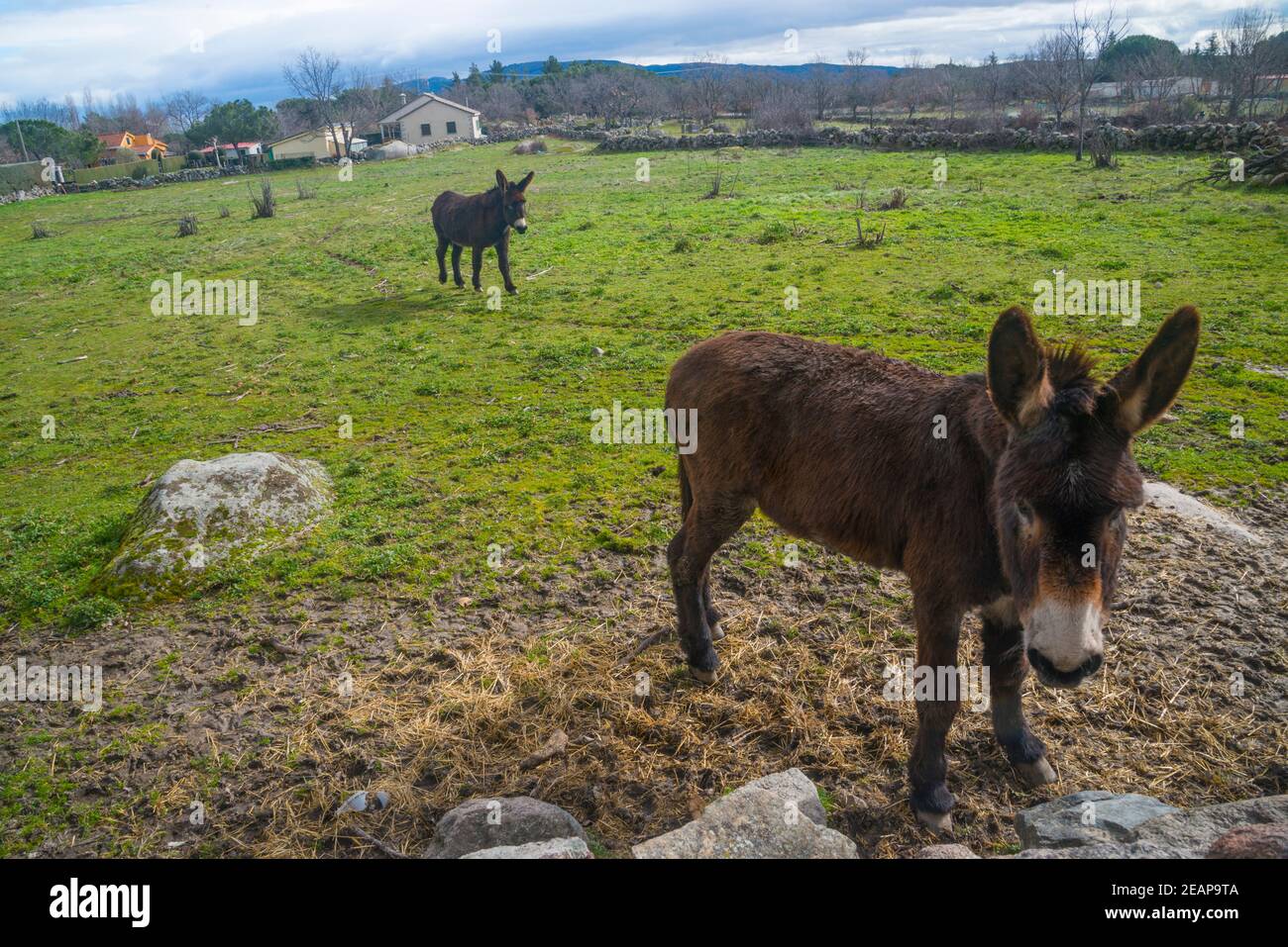Two donkeys in a meadow. Sieteiglesias, Madrid province, Spain. Stock Photo