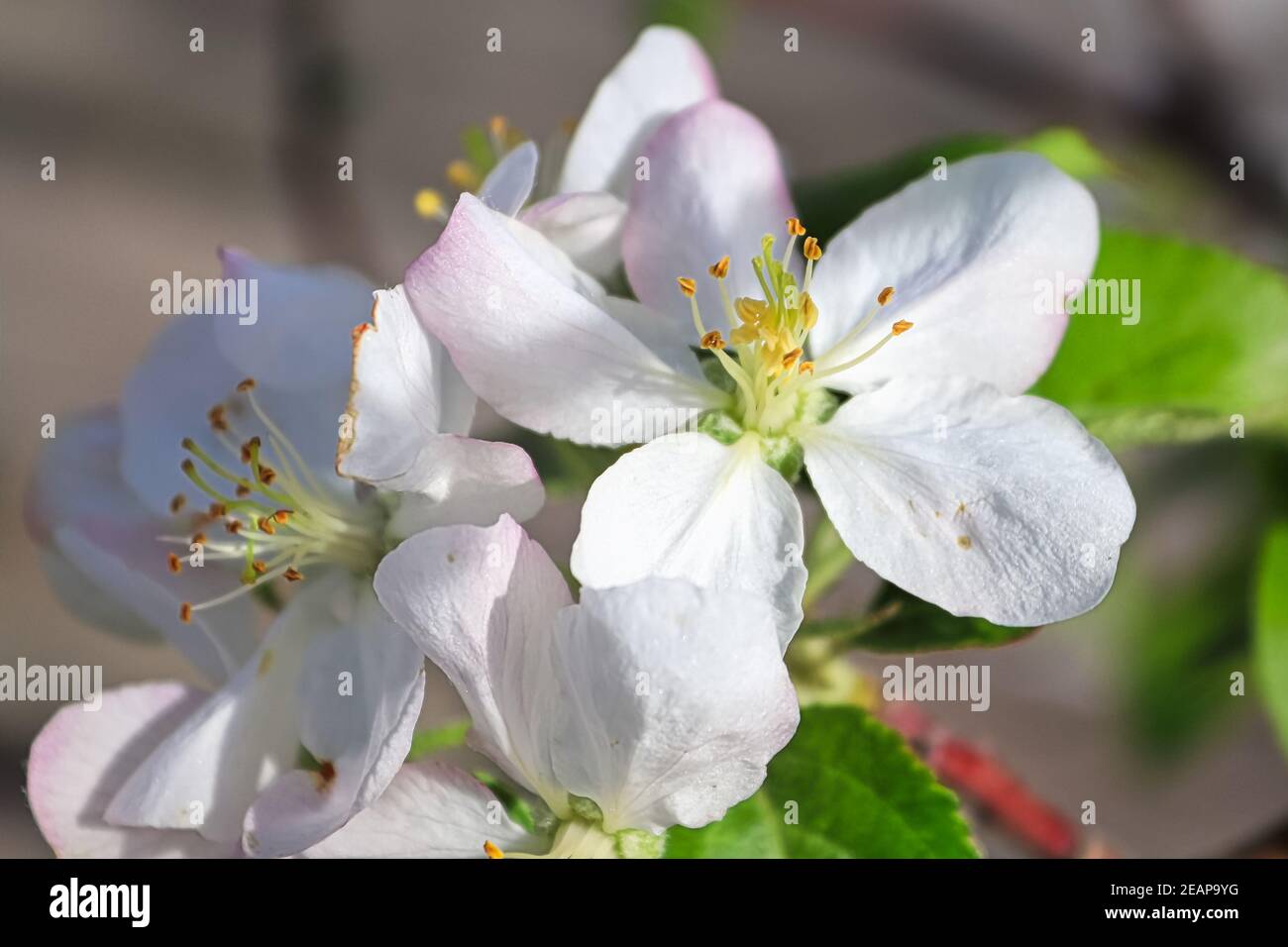 Delicate apple blossoms hi-res stock photography and images - Alamy