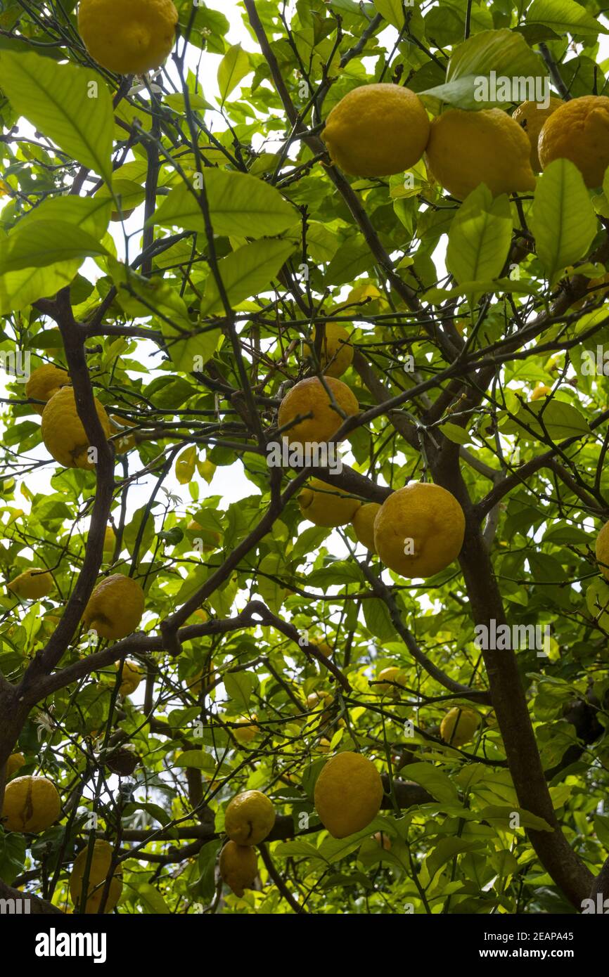 Bunches of fresh yellow ripe lemons with green leaves on lemon tree branches. Famous Sorrento lemons. Stock Photo