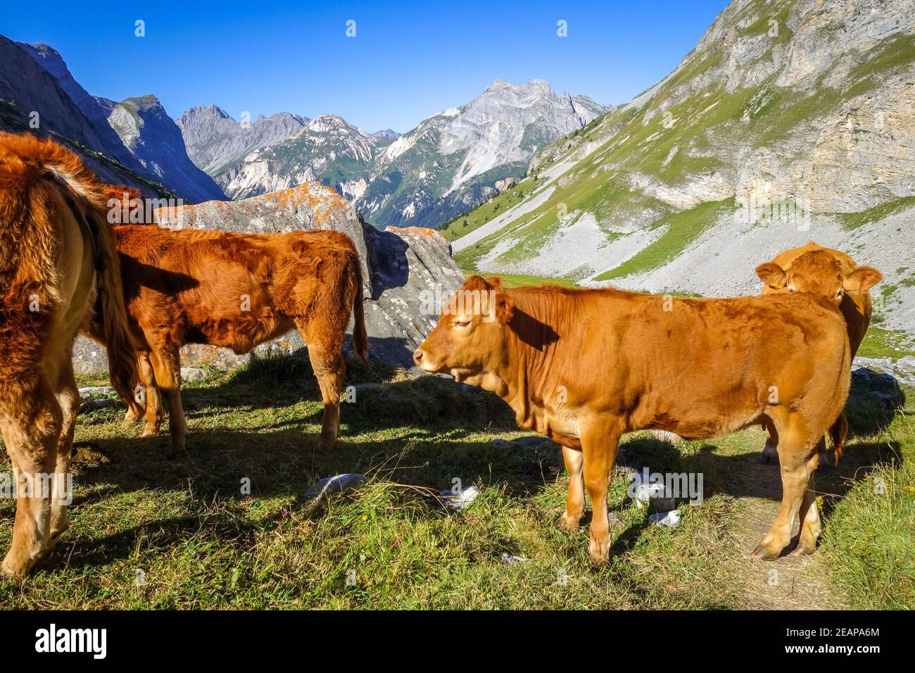 Cows in alpine pasture, Pralognan la Vanoise, French Alps Stock Photo