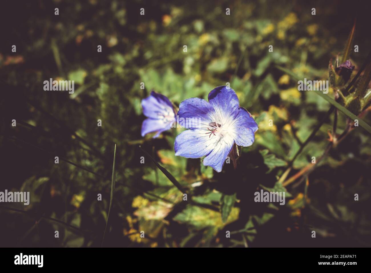 Geranium sylvaticum wild flowers in Vanoise national Park, France Stock Photo
