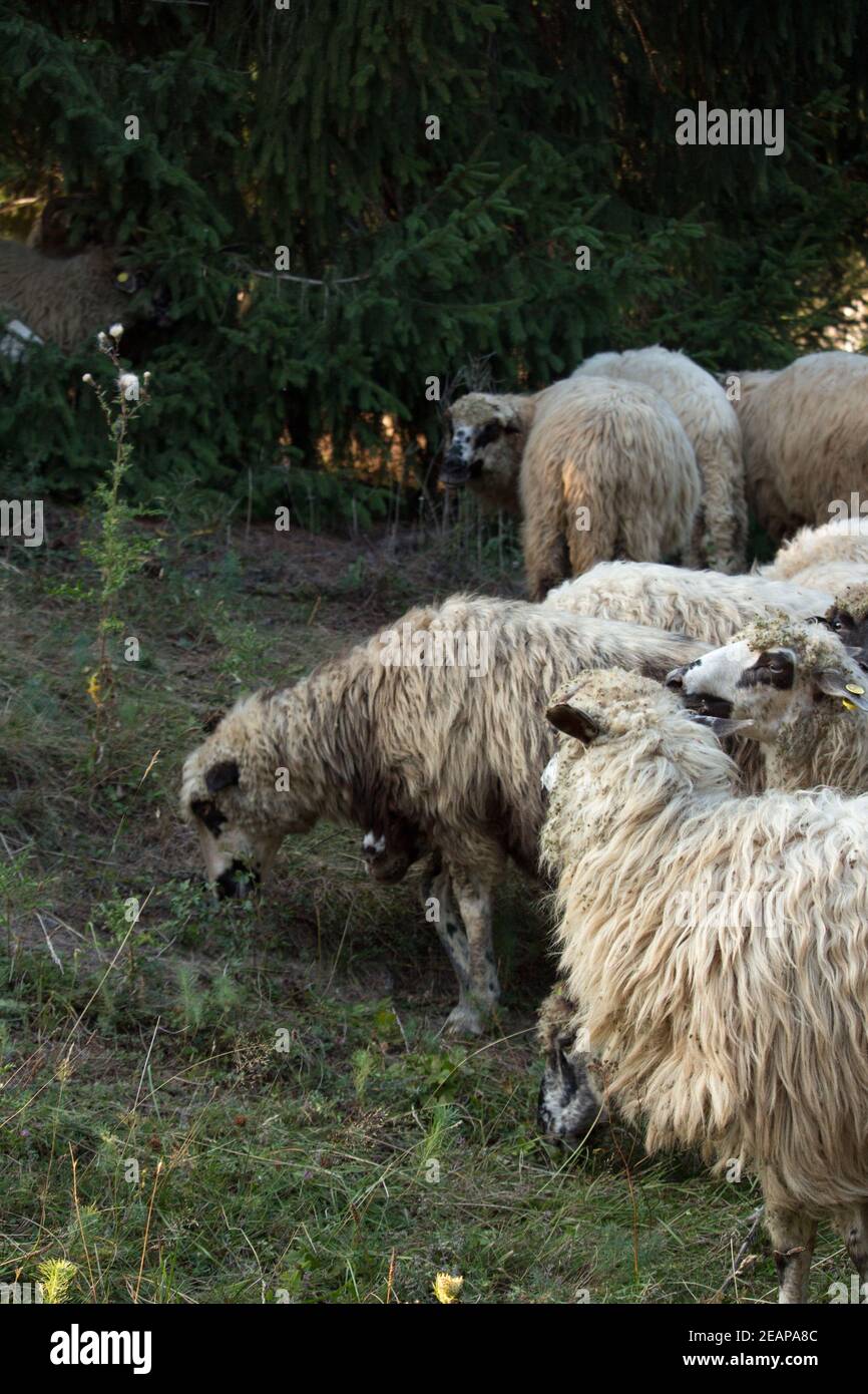 herd of sheep in the forest Stock Photo