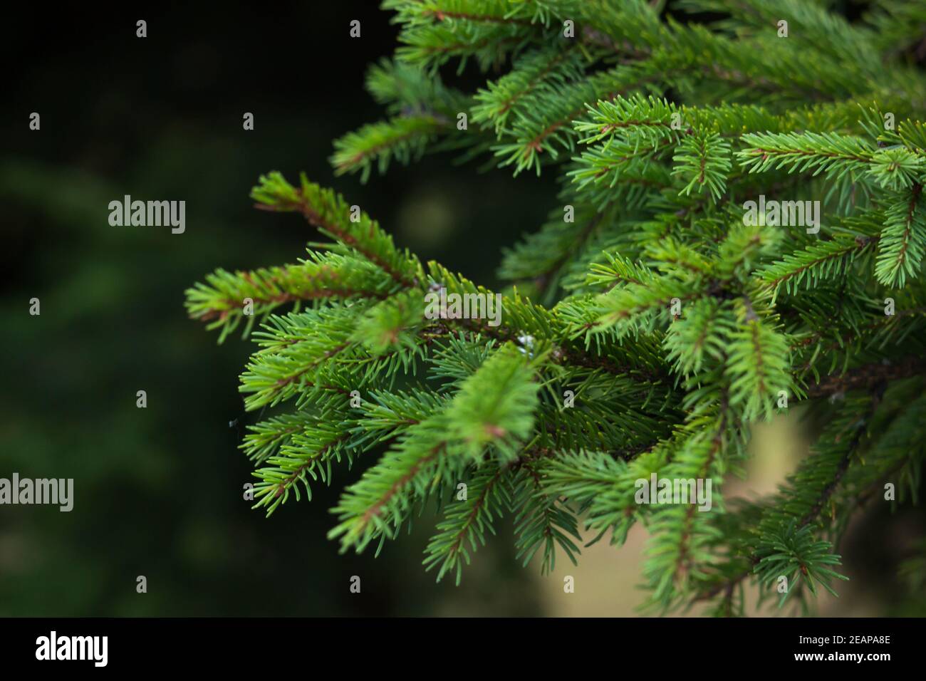 Green prickly branches of a fur-tree or pine. Fluffy fir tree branch close up. background blur Stock Photo