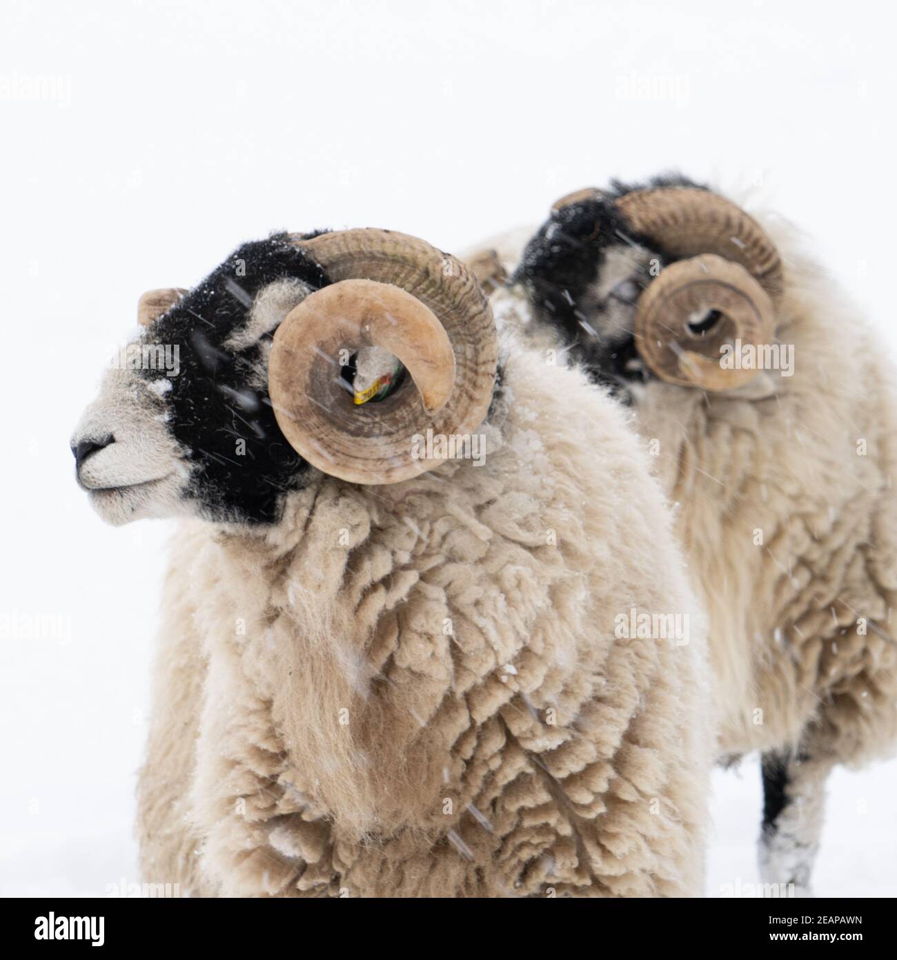 Swaledale ram in the yorkshire dales hi-res stock photography and ...