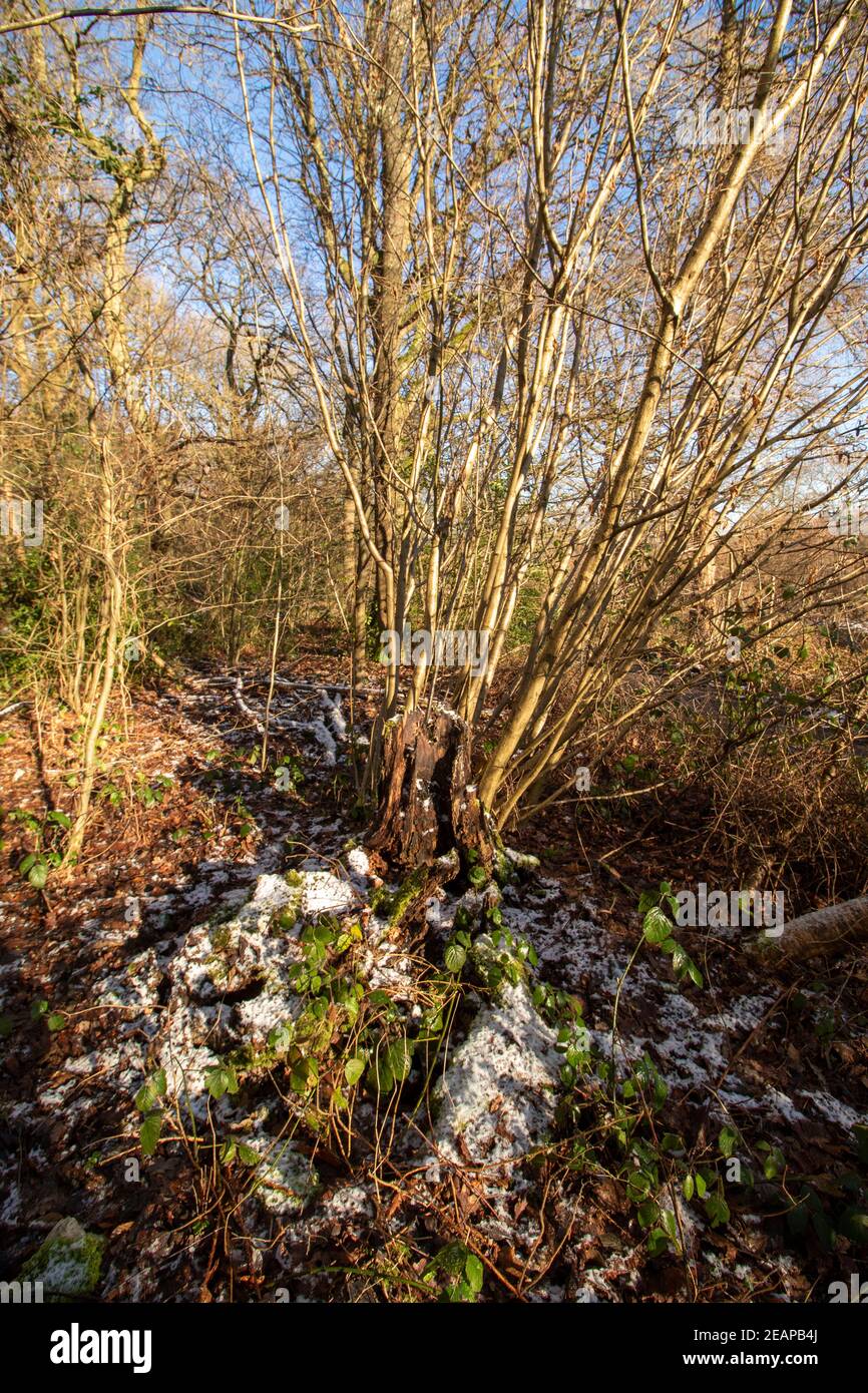 Dusting of snow in a woodland setting with weak winter sunshine Stock