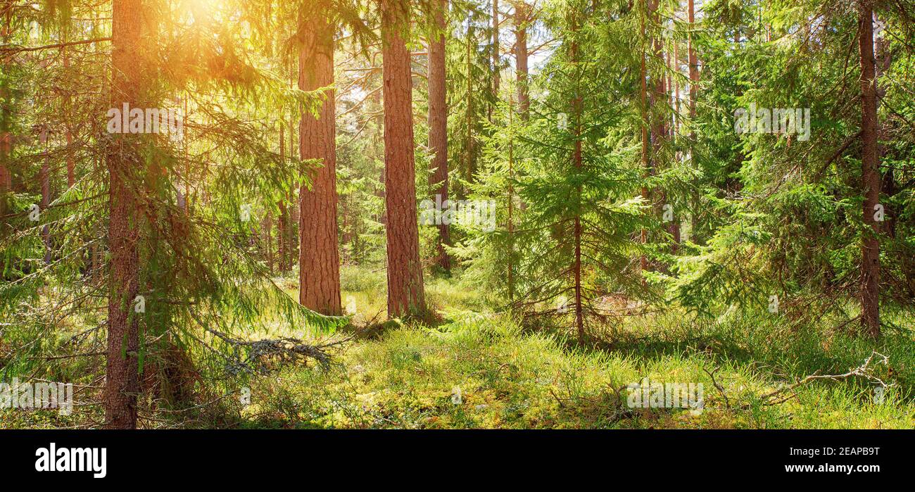 pine and fir forest panorama Stock Photo - Alamy